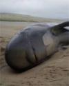 Whale chokes to death on discarded Save-the-Whales poster